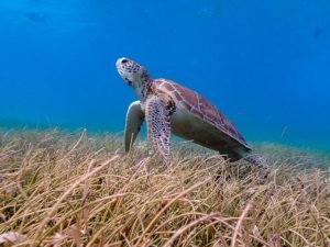 turtle © Authentic Travel All Rights Reserved