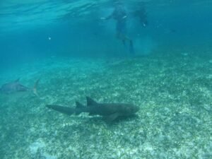 Hol Chan © 2021 Authentic Travel All Rights Reserved