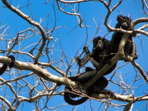Howler Monkeys © 2021 Authentic Travel All Rights Reserved