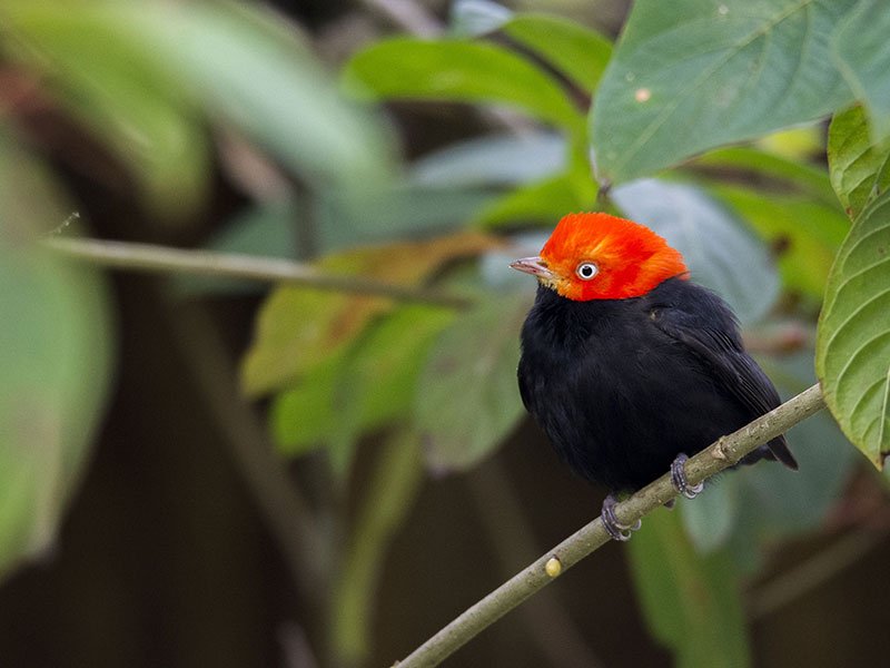 Red-cappend Manakin © 2021 Authentic Travel All Rights Reserved