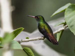 Roufus-tailed Hummingbird © 2021 Authentic Travel All Rights Reserved