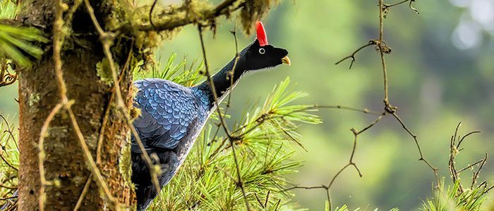 Horned Guan © 2021 Authentic Travel All Rights Reserved