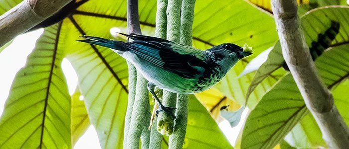 Azure-rumped Tanager © 2021 Authentic Travel All Rights Reserved