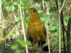 Lesser Ground-Cuckoo © 2021 Authentic Travel All Rights Reserved