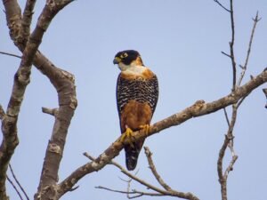 Orange Breasted Falcon © 2021 Authentic Travel All Rights Reserved
