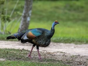 Ocellated Turkey © 2021 Authentic Travel All Rights Reserved