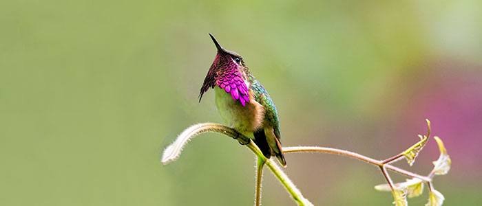 Hummingbird © 2021 Authentic Travel All Rights Reserved