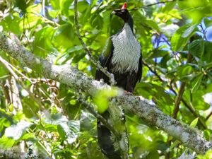 Horned Guan © 2021 Authentic Travel All Rights Reserved