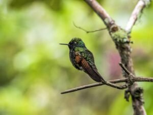 hummingbird © 2021 Authentic Travel All Rights Reserved